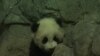 Bayi Panda Washington Siap Ambil Hati Pengunjung Kebun Binatang