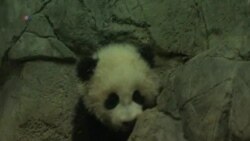 Washington's Baby Panda Makes Press Appearance