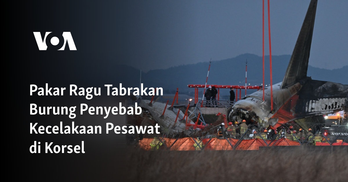 Pakar Ragu Tabrakan Burung Penyebab Kecelakaan Pesawat di Korsel