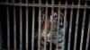 Sempat Terinfeksi COVID-19, Dua Harimau Sumatera di Ragunan Telah Sehat