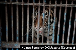 Harimau Sumatera di Taman Margasatwa Ragunan, DKI Jakarta, yang sempat terinfeksi COVID-19, Minggu, 1 Agustus 2021. (Foto: Humas Pemprov DKI Jakarta)