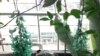 Rare Flower Blooms at US Botanic Garden