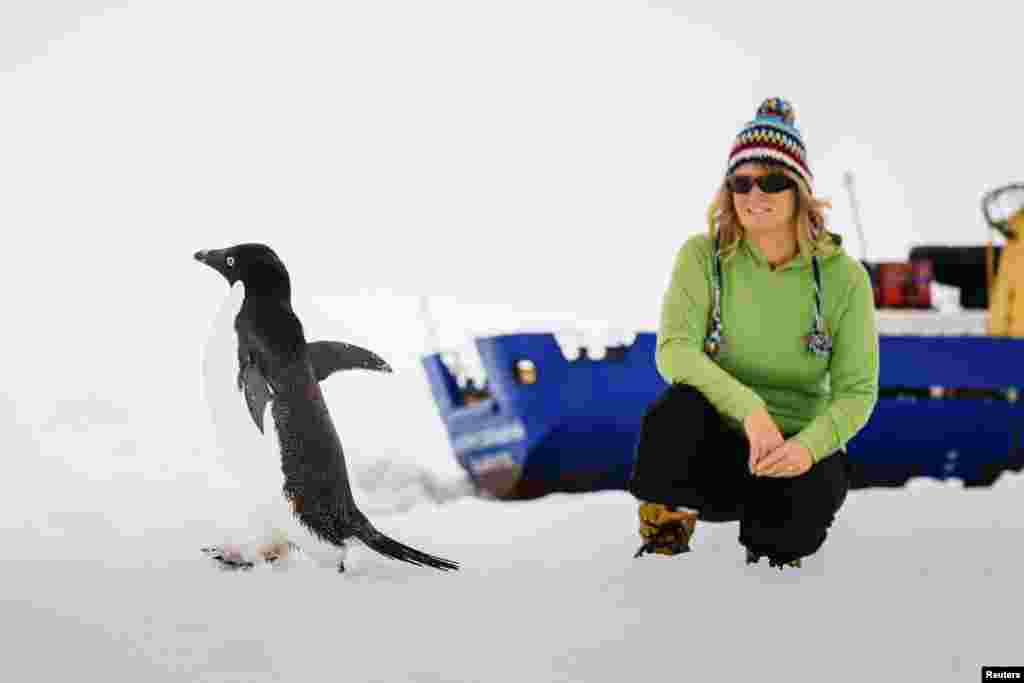 Barbara Tucker, a passenger aboard the MV Akademik Shokalskiy looks at an Adelie penguin walking by on the ice, Antarctica, &nbsp;Dec. 29, 2013.