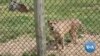 Virginia Animal Park Open Amid Coronavirus Restrictions