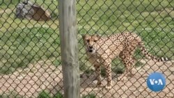 Virginia Animal Park Open Amid Coronavirus Restrictions