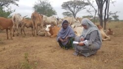 Vaayireesii Koronaa fi jiireenna warra loonii:Keenyaa baaddiyaa Isiolo