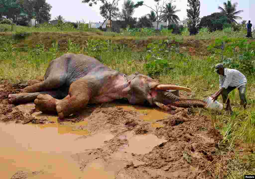 A forest guard provides water to an injured Asiatic elephant as it lies in a field in Avverahalli village on the outskirts of Bengaluru, India. Forest officials said the elephant fractured his front-right leg late August while being chased by villagers.