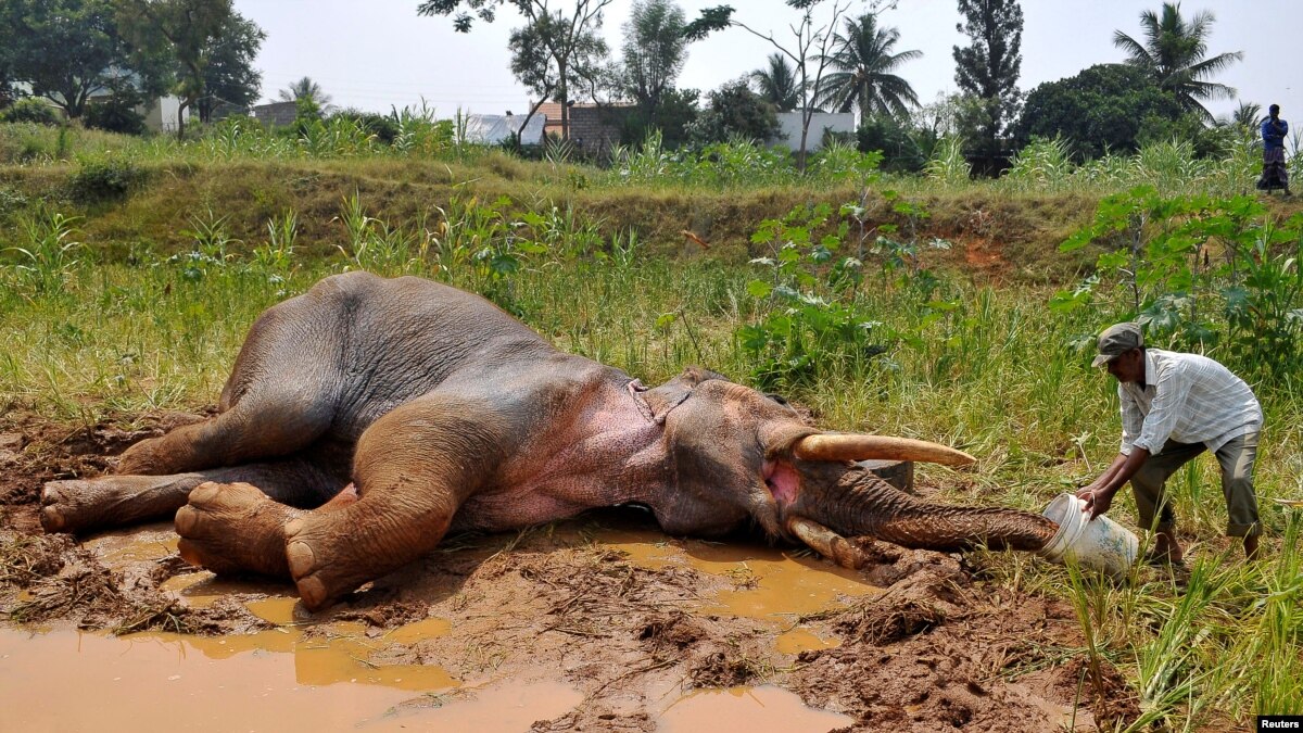 Resultado de imagen para fauna y flora en la india