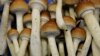 Окленд легализовал психоделические грибы