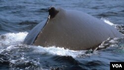 Hasta el momento no hay indicios de cáncer de piel entre las ballenas estudiadas.