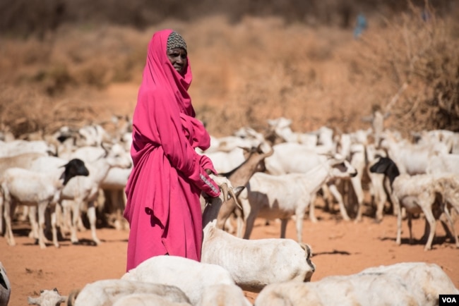 A woman waits with her goats to get them water from a well in the Somaliland region of Somalia on Feb. 9, 2017. (VOA/Jason Patinkin)