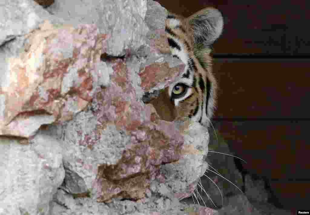 Bartek, a four-year-old Amur tiger, looks out of its den inside an open-air cage at the Royev Ruchey Zoo in a suburb of the Siberian city of Krasnoyarsk, Russia.