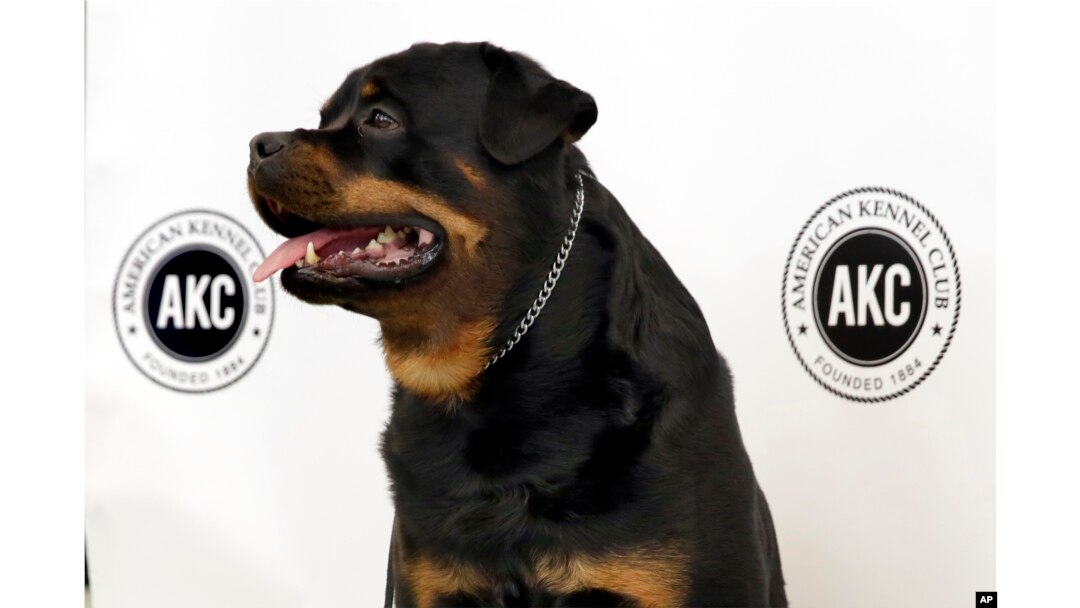 American kennel hot sale club rottweiler