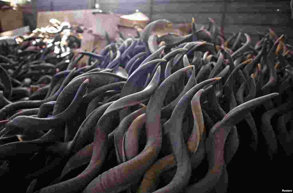 Sừng động vật chất trong một xưởng sản xuất nhạc khí shofar ở thành phố Givaat Yoav trên Cao nguyên Golan do Israel chiếm đóng.