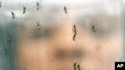 FILE - A researcher holds a container of female Aedes aegypti mosquitoes at the Biomedical Sciences Institute at Sao Paulo University in Brazil. 