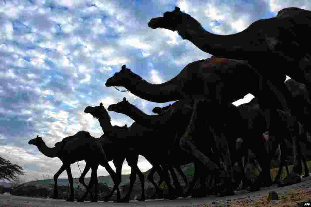 Camels walk along a road to the Pushkar Camel Fair in Pushkar, in the western state of Rajasthan, India.