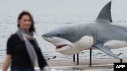 A 7.4 meter great white shark replica floats into Sydney Harbor, Nov. 26, 2013.