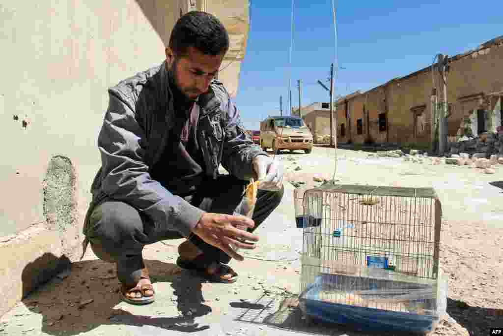 A Syrian man collects and bags the body of a dead bird, reportedly killed by a suspected toxic gas attack in Khan Sheikhun, April 5, 2017.