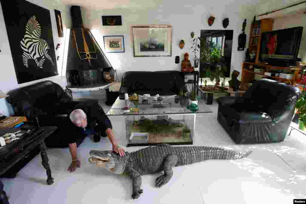 Philippe Gillet, 67 year-old Frenchman who lives with more than 400 reptiles and tamed alligators, gives chicken to his alligator Ali in his living room in Coueron near Nantes, France, Sept. 19, 2018.