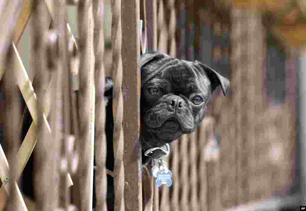 A small dog looks through porch rails to watch passersby on a sunny morning in West New York, New Jersey. 