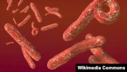 Vírus do Ébola