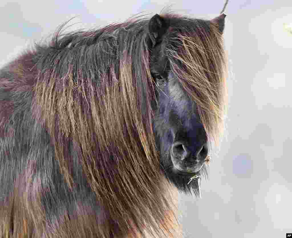 A horse with long hair stands in its enclosure on a meadow in Weidenhahn, Germany.