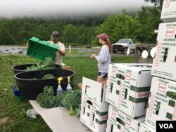 Organic kale is hand picked, washed and packed on site at Sprouting Farms, West Virginia, for distribution to area retail and wholesale clients. (J. Taboh/VOA)