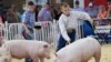 美國豬農回應中國關稅 