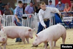 FILE - Youngsters exhibit their pigs at the World Pork Expo in Des Moines, Iowa, June 4, 2014. The 2018 expo is in session and runs through June 8.