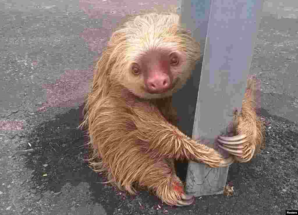 A sloth holds on to the post of a traffic barrier on a highway, in this handout photo provided by Ecuador&#39;s Transit Commission, in Quevedo, Ecuador.&nbsp;Transit police officers, who were patrolling the new highway found the sloth after it had apparently tried to cross the street and returned the animal to its natural habitat after a veterinarian found it to be in perfect condition, according to a press release.&nbsp;