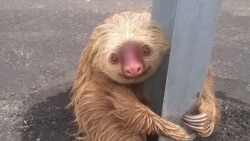 A sloth holds on to the post of a traffic barrier on a highway, in this handout photo provided by Ecuador's Transit Commission, in Quevedo, Ecuador on January 22, 2016.