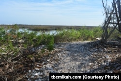 The Timucua, a Native American people who lived in northeast and north central Florida and southeast Georgia, ate fish, clams and oysters, and piled the shells into large heaps called middens, which are still around today.