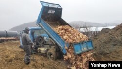 22일 충북 옥천의 한 산란계 농장에서 조류 인플루엔자(AI) 확진으로 살처분한 닭들을 땅에 묻고 있다. 