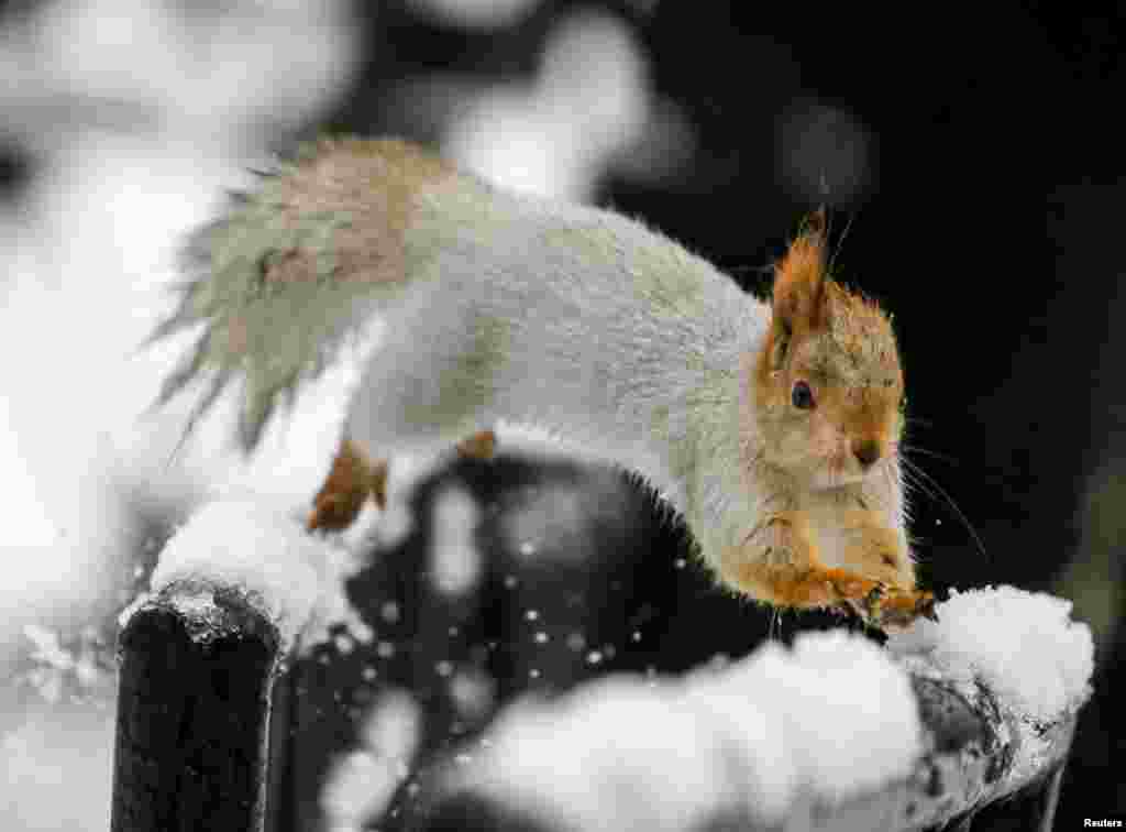 A squirrel runs on a fence after a snowfall in a park in Almaty, Kazakhstan.