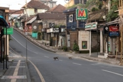 Monyet melintasi jalan kosong di tengah penyebaran Covid-19 di Ubud, Bali, 23 April 2020. (Foto: REUTERS/Nyimas Laula)