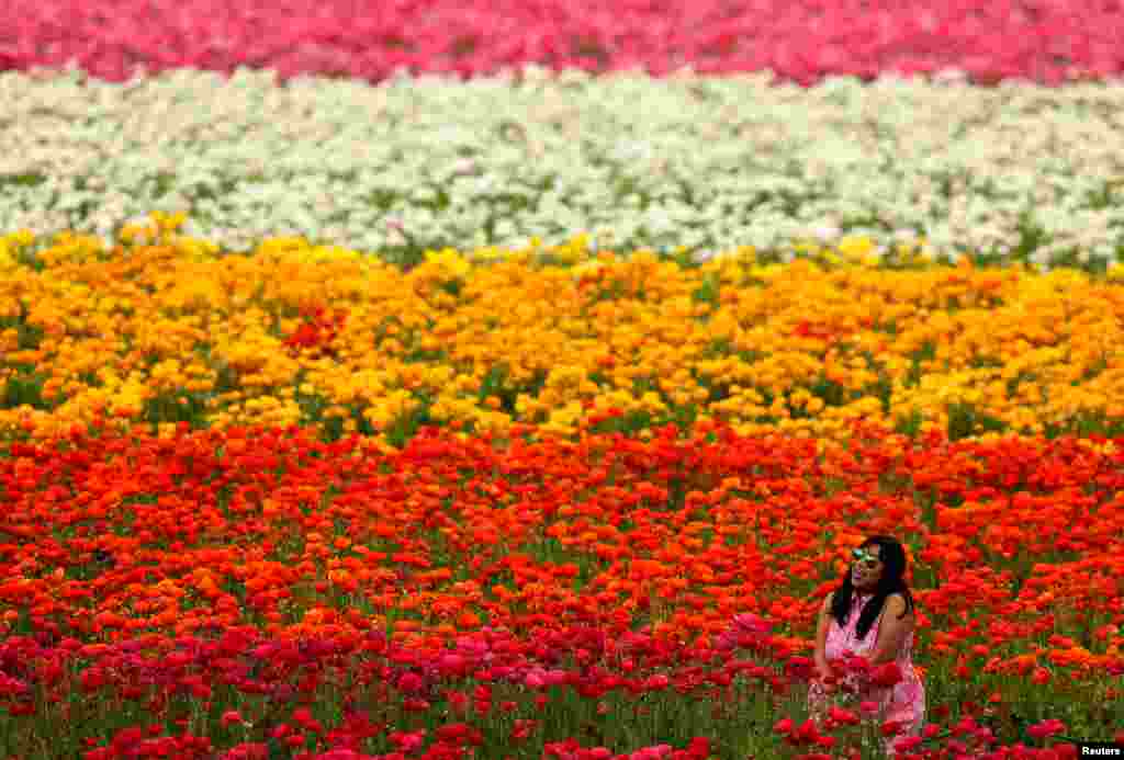 Seorang perempuan berpose di antara bunga warna-warni di Carlsbad, California.