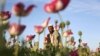 Afghanistan's Deadly Poppy Harvest on the Rise Again
