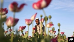An Afghan man walks through a poppy field in the Surkhroad district of Jalalabad east of Kabul, Afghanistan, April 14, 2017.