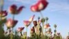 Produksi Opium di Afghanistan Meningkat Tahun Ini 