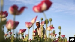 Seorang pria Afghanistan berjalan melalui ladang opium di distrik Surkhroad Jalalabad di timur Kabul, Afghanistan, 14 April 2017. (AP)