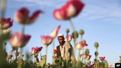 Produksi Opium Di Afghanistan Meningkat Tahun Ini