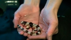 In this February 2019 photo provided by the New England Aquarium, scientist Carolyn Wheeler holds a baby epaulette shark in Quincy, Mass. Scientists have found the baby sharks are less likely to survive to maturity in warming ocean waters. (New England Aquarium/Emily Moothart via AP)