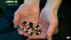 In this February 2019 photo provided by the New England Aquarium, scientist Carolyn Wheeler holds a baby epaulette shark in Quincy, Mass. Scientists have found the baby sharks are less likely to survive to maturity in warming ocean waters. (New England Aquarium/Emily Moothart via AP)