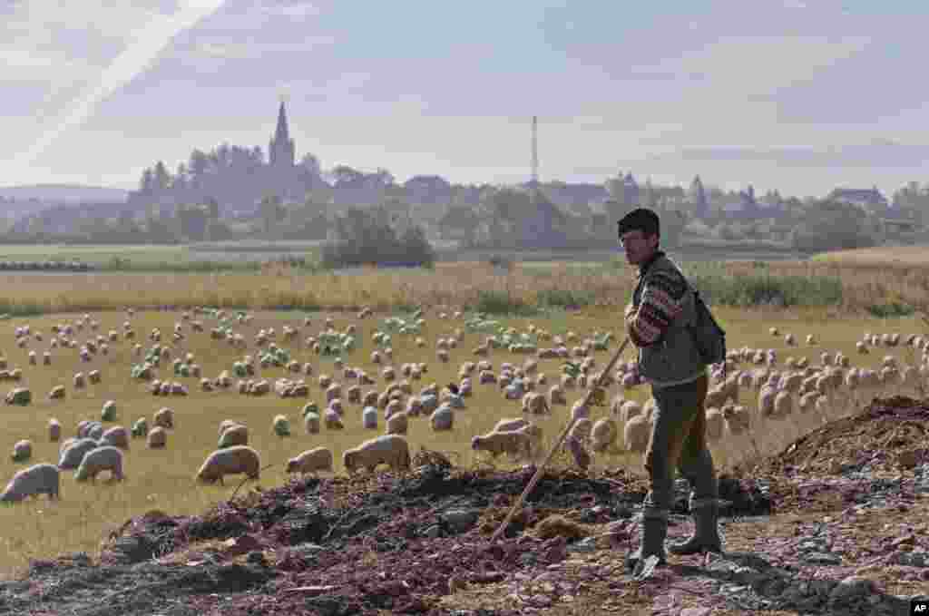 A Romanian shepherd leans on a stick while watching his sheep in Cincu, central Romania.