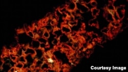 Le virus Ebola apparaît fluorescent dans cette feuille de tabac (Dr. Jeffrey Pudney, Boston University)