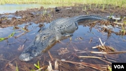 Florida Everglades wildlife, such as this alligator, are threatened by intentional flooding and other environmental degradation. (W. Gallo/VOA)
