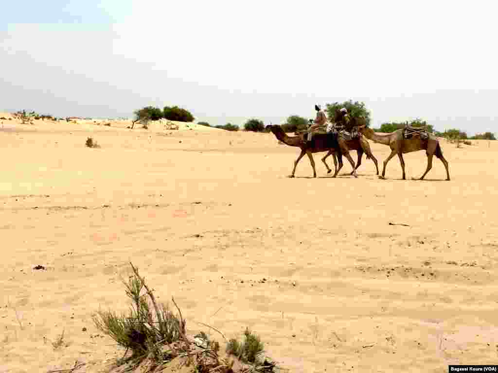 Des voyageurs à dos de chameaux à la sortie du camp de Dar Es Salam à Baga-Sola (ouest du Tchad), Baga-Sola, Tchad, 2 avril 2016. (Photo voa Bagassi Koura).