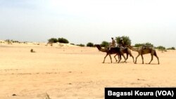 Des voyageurs à dos de chameaux à la sortie du camp de Dar Es Salam à Baga-Sola (ouest du Tchad).