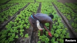 A man works at his lettuce garden in Cocody, Abidjan, Ivory Coast, May 26, 2015. 
