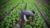 Cultivos "online" y sin pesticidas